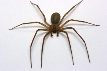 Brown Recluse - Pest Control - Local & Trusted