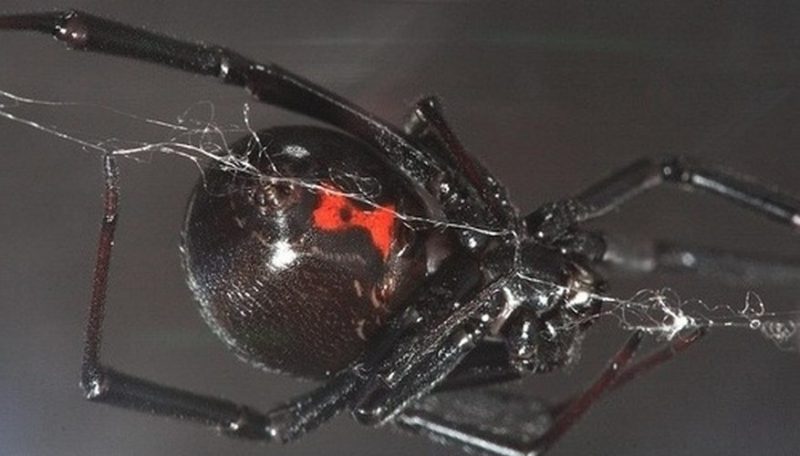 Black Widow Spider - Pest Control - Local And Trusted.