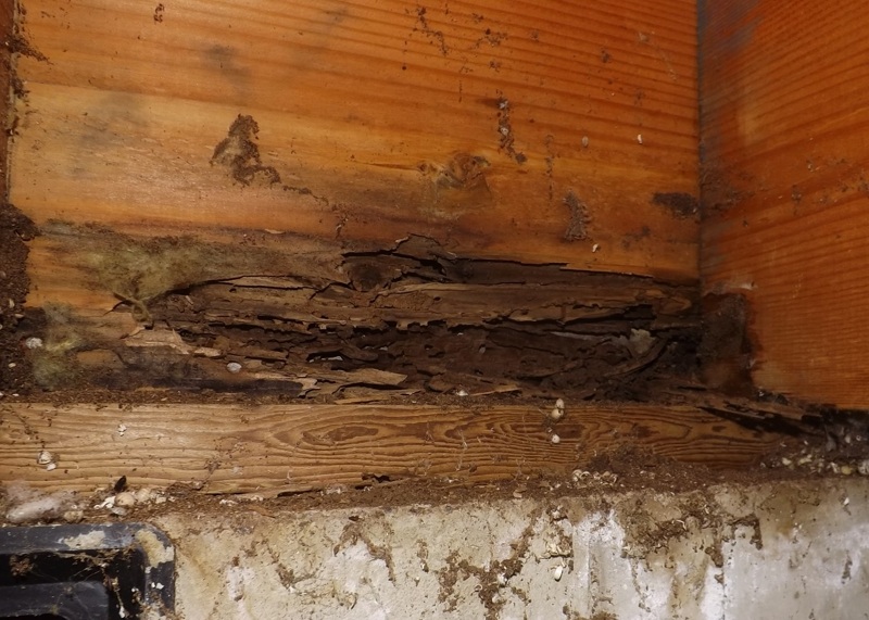 Dampwood Termite - Pest Control - Local & Trusted